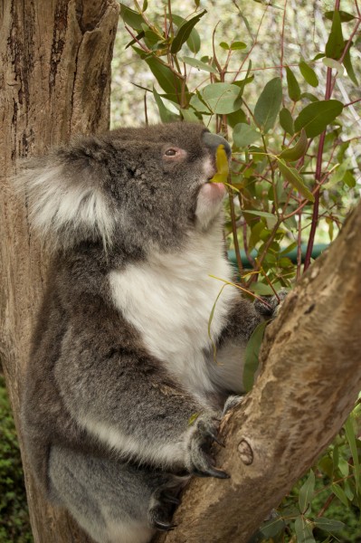 Banner image for post Koala